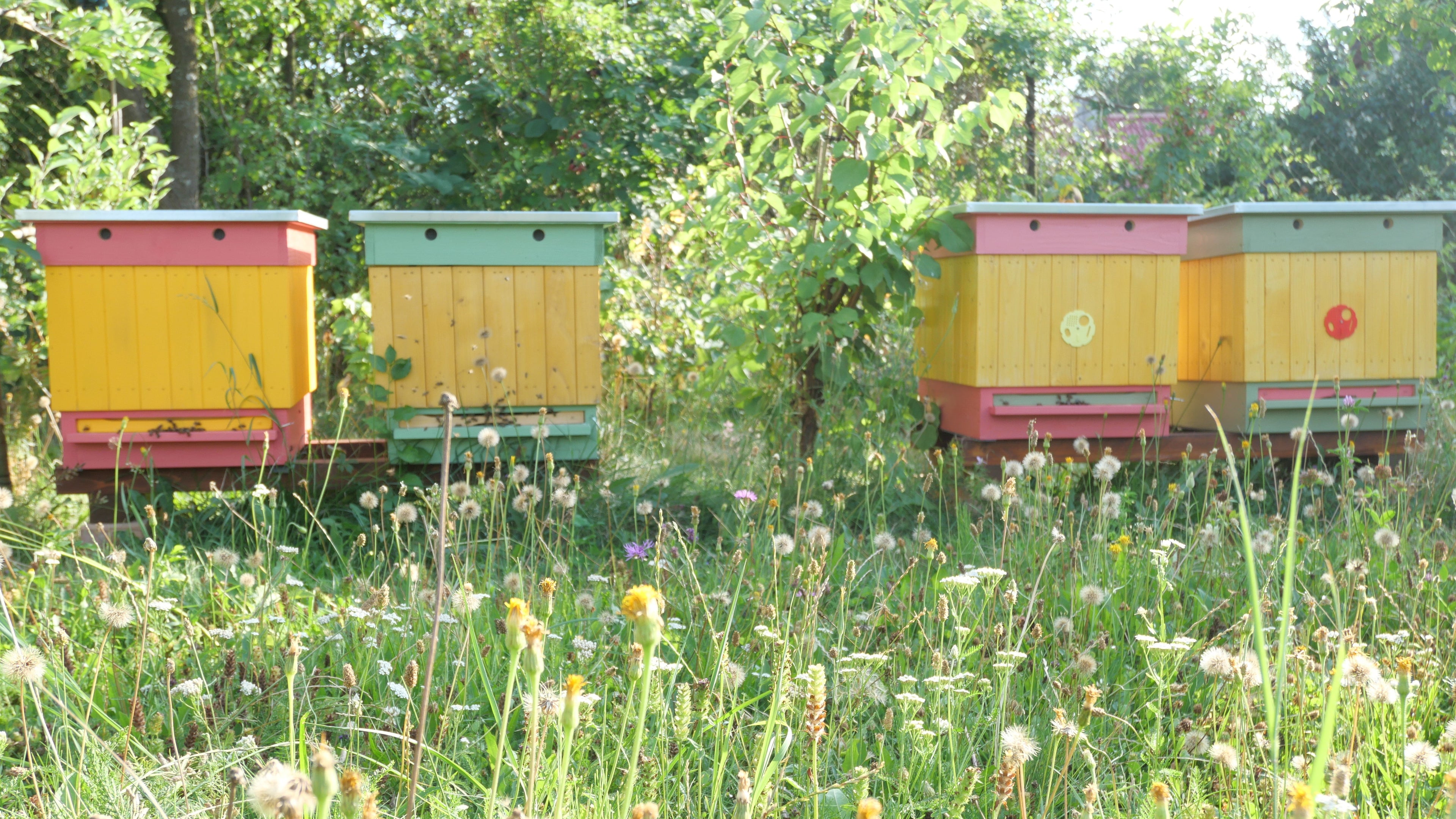 Three colorful beehives in a field with greenery and flowers.